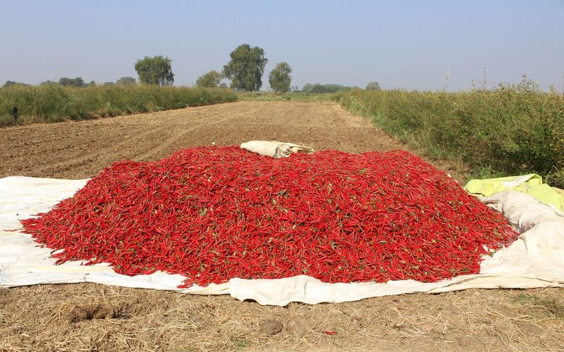 Harvest heap in an Andhra field