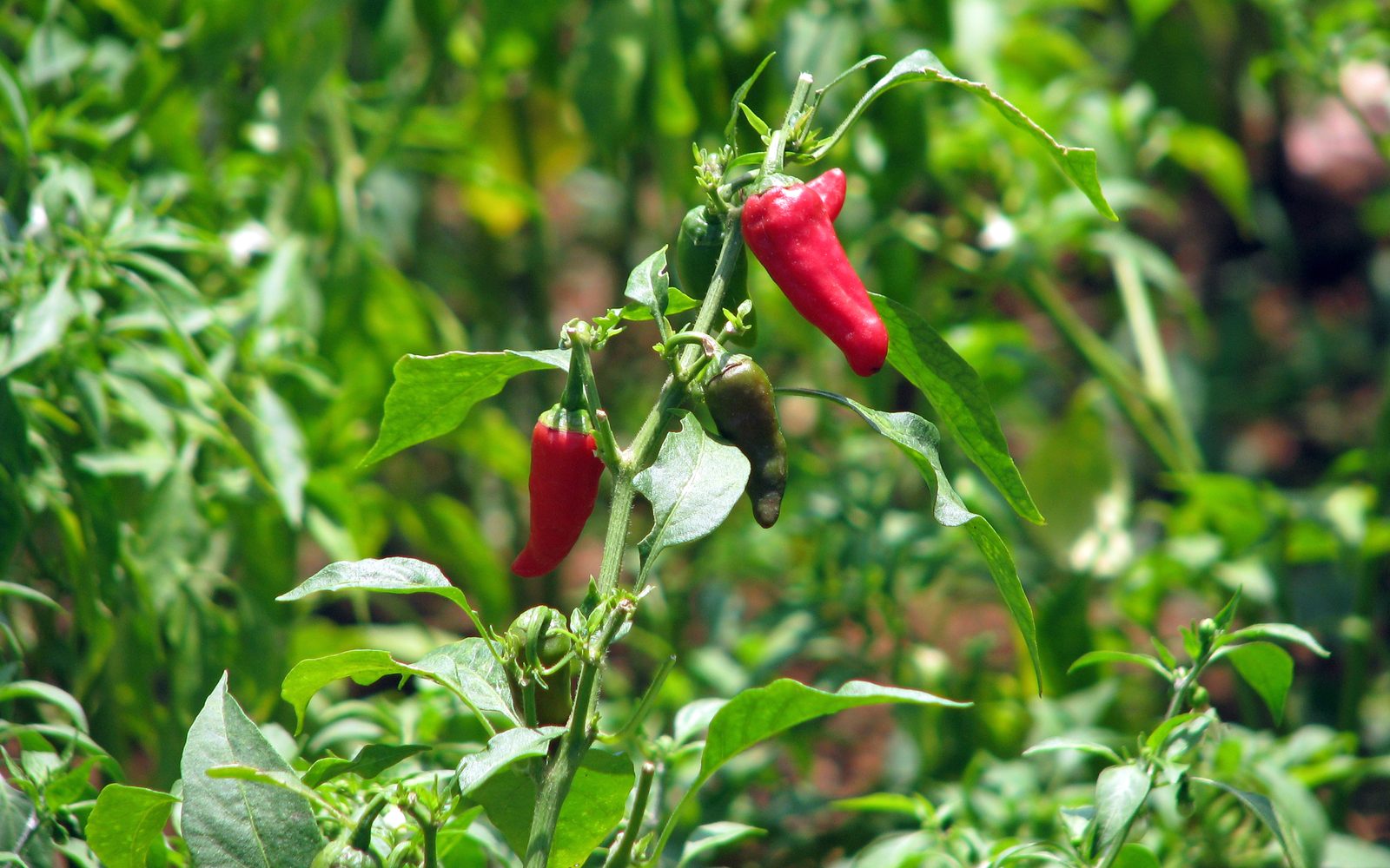 Red chilli crop in Andhra Pradesh